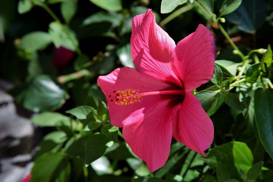 Ein close-up Bild eines leuchtend pinken Hibiskusblüten mit grünem Blattwerk im Hintergrund.